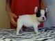 Chiot bouledogue français femelle