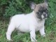 Chiot bouledogue français femelle