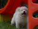 Magnifiques Chiots Spitz Nain Poméranien Pure Race, Très Haute Li