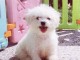 magngifique chiots bichons fraie à adoption 