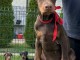 Dobermann chiots à vendre