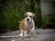 Stafford Terrier américain chiots