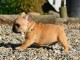 Chiot bouledogue français femelle/mâle