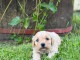 Maltipoo chiots à vendre