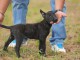 Chiots Berger Hollandais à vendre