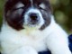 Chiots Berger du Caucase