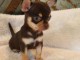 Je donne chiot chihuahua m&acirc;le 
