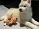 Je donne chiot husky sib&eacute;rien disponibles 