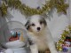 Adoption Chiot berger australien lof 