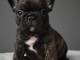 chiot bouledogue fran&ccedil;ais femelle a donner 