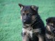 Chiot berger allemand mâle disponible 