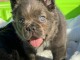 Chiot bouledogue français à donner 