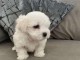 chiots bichon maltais m&acirc;le 