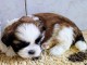 chiot Shih Tzu femelle adorable 