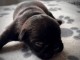 Je donne chiot bouledogue Fran&ccedil;ais 