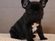 chiot bouledogue fran&ccedil;ais 