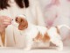 chiot cavalier king charle mâle disponible 
