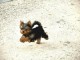 chiot Yorkshire terrier mâle disponible 