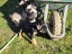 chiot bouledogue français à donner 