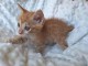 Chatons disponible pour adoption 