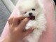chiot spitz allemand race pure 