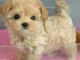 chiot bichon disponible à partir 