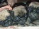 Chiot carlin disponible pour adoption 