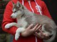 chiot husky sibérien à donner 