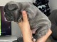 chiot bouledogue français mâle disponible 
