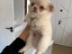 chiot chihuahua disponible pour adoption 