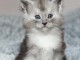 chaton Maine coon adorable a donner 