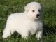 chiot berger blanc suisse lof 