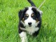 chiot berger australien m&acirc;le disponible 