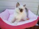 chaton ragdoll femelle a donner 
