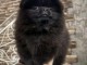 chiot spitz nain disponible 