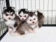 chiot pomsky m&acirc;le et femelle disponible 