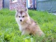 B&eacute;b&eacute; pomsky lof magnifique 