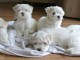 adorable chiot bichon maltais 