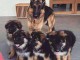 B&eacute;b&eacute; chiot berger allemand lof 