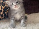 chaton Maine coon adorable 