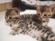 Adoption chatons Bengal 
