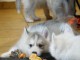 chiot husky sib&eacute;rien pour adoption 