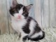 chaton a donner disponible 