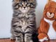 chaton Maine coon adorable 
