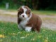 chiot berger australien m&acirc;le disponible 
