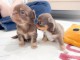 chiot chihuahua femelle disponible 