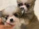 chiot chihuahua disponible 