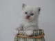chaton ragdoll femelle a donner 