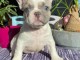 Chiot bouledogue fran&ccedil;ais disponible 