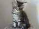 chaton Maine coon adorable 